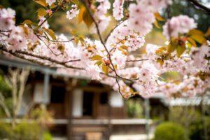 京都　寂光院-みぎわの桜